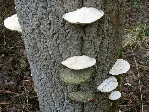 Trametes suaveolens