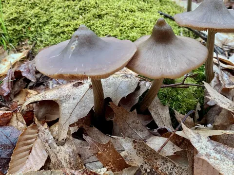 Entoloma excentricum