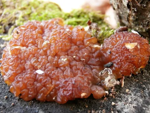 Exidia cartilaginea