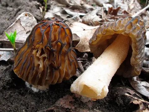 Mitrophora hybrida