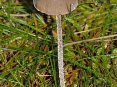 Panaeolus acuminatus