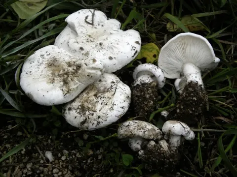 White-headed calocybe