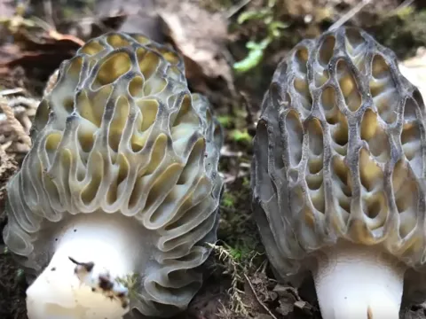Threeteeth morel