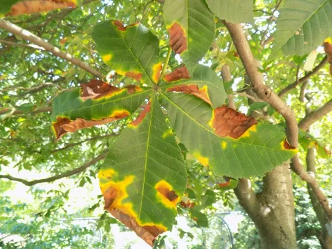 Horse chestnut dasyscyphus