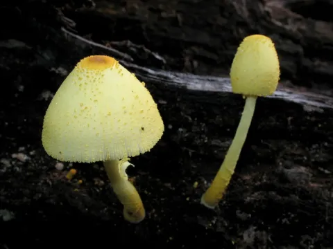 Leucocoprinus birnbaumii