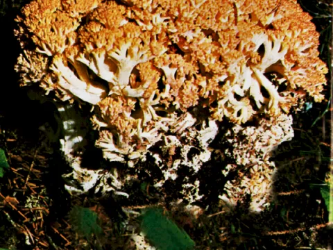 Ramaria rufescens