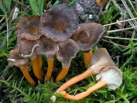 Yellow chanterelle