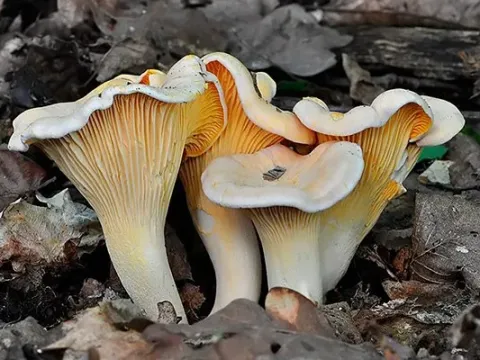 Лисичка бледная