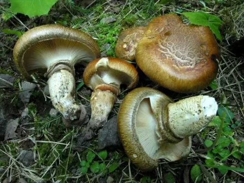 Catathelasma imperiale