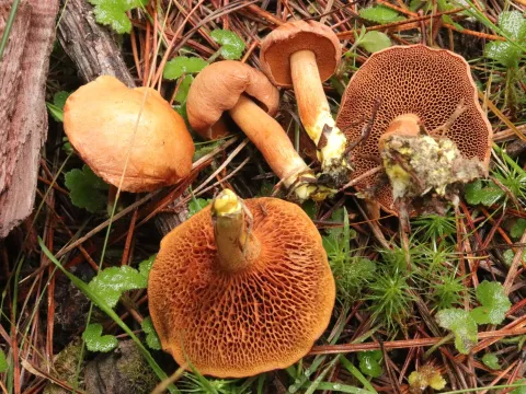 Peppery bolete