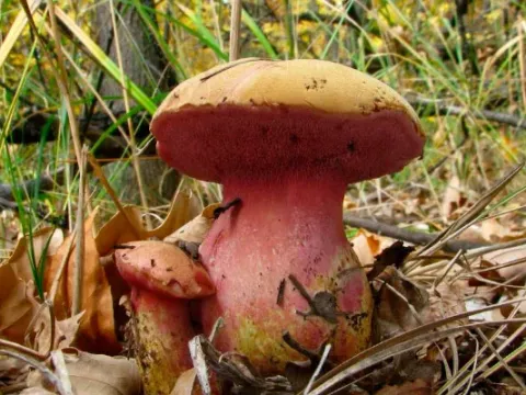 Chalciporus rubinellus