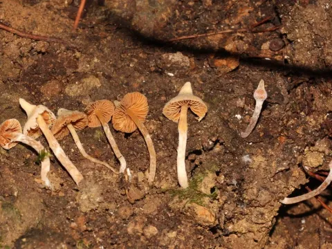 Павутинник гострий