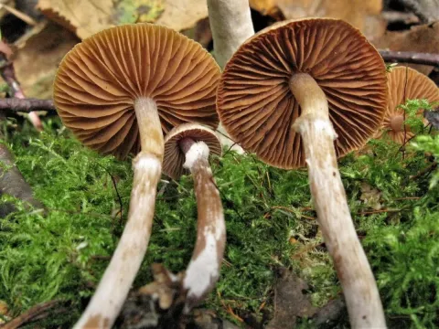 Alder webcap