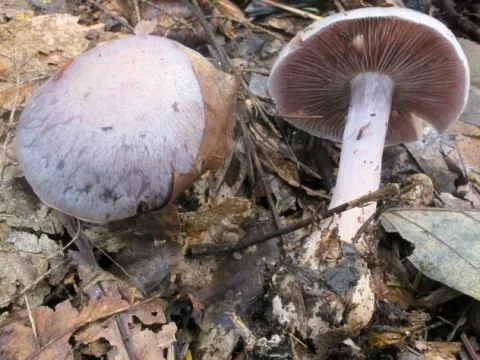 Silver Cortinarius