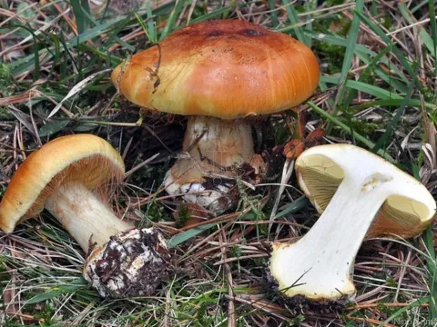 Gold-yellow webcap