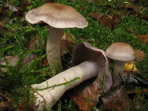 Паутинник необычный