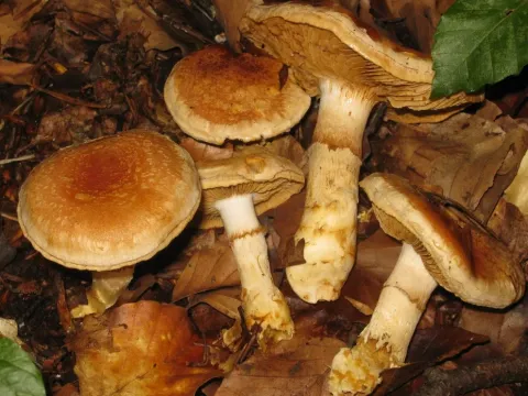 Павутинник лисячий