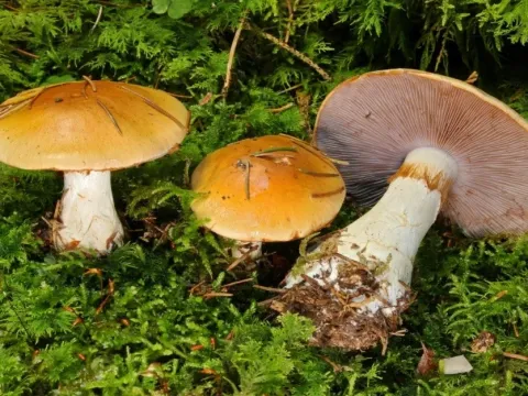 Cortinarius variiformis