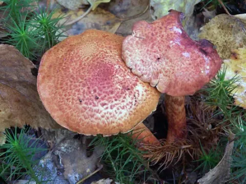 Cortinarius variegatus