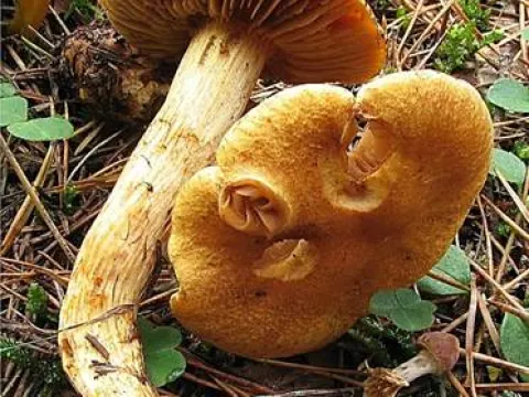 Паутинник туфовый