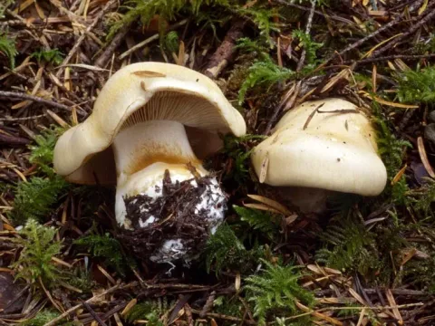 Cortinarius talus