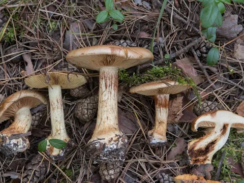 Паутинник серно-желтый