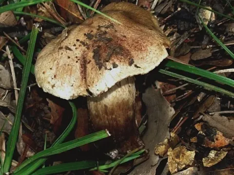 Паутинник свиной