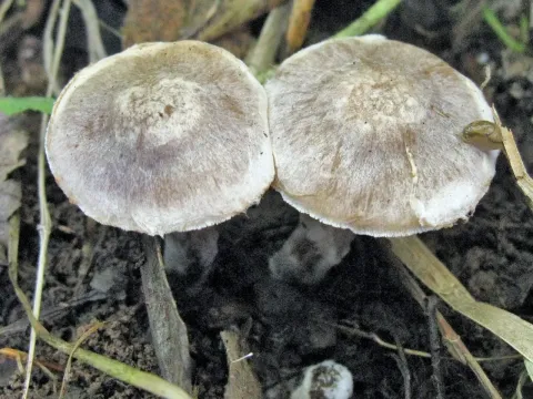 Паутинник скрытый