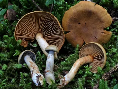 Паутинник скрученный
