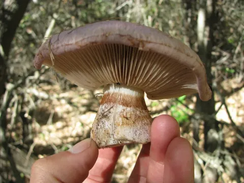 Cortinarius balteatus