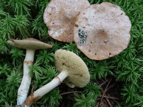 Suillus flavidus