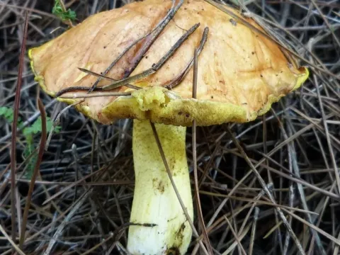 Mediterranean Suillus