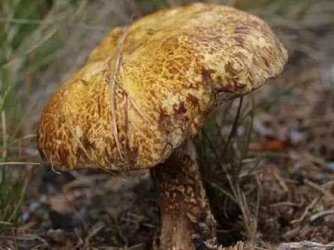 Siberian larch bolete