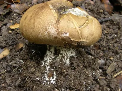 Southern false puffball