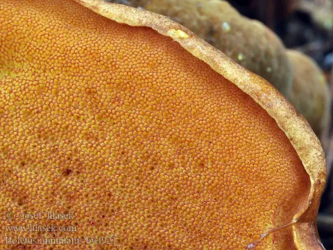 Boletus immutatus