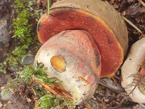 Scarletina Bolete