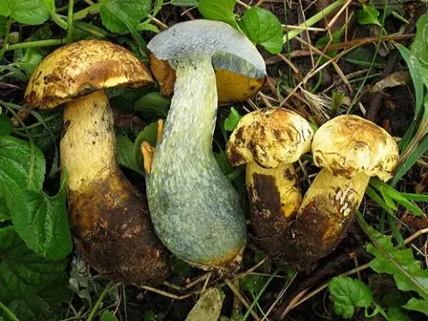 Yellow bolete