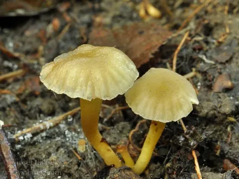 Camarophyllopsis micacea