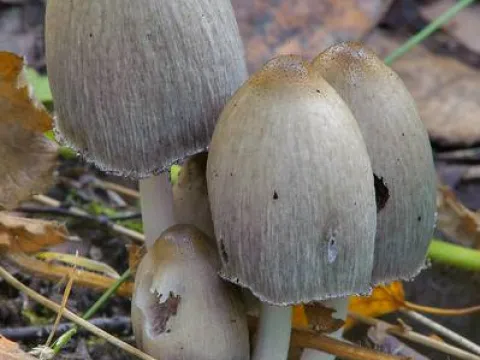 Coprinopsis acuminata