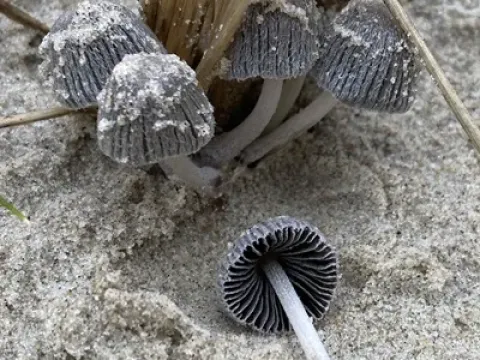 Coprinopsis ammophilae