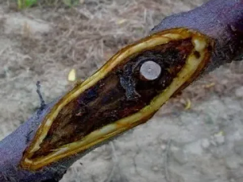 Pomegranate cytospora canker