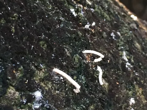 Fusarium dieback of avocado