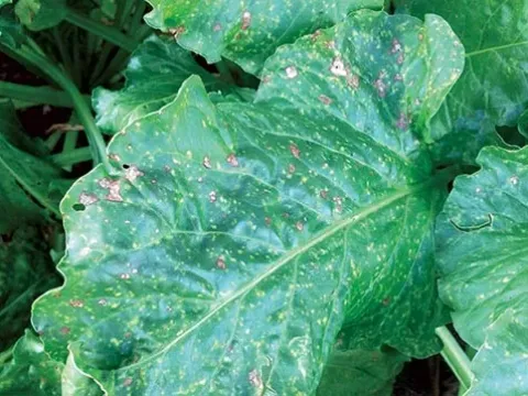Stemphylium leaf spot of beet