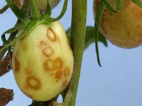 Tobacco necrosis virus