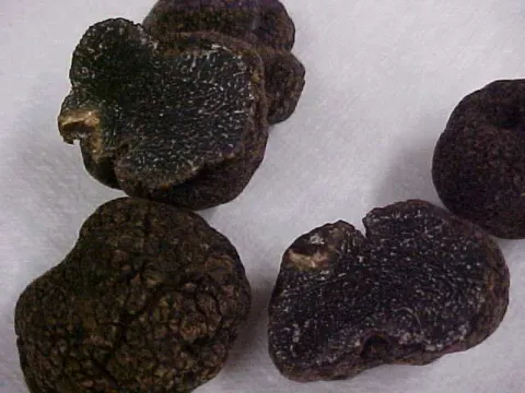 Himalayan truffle