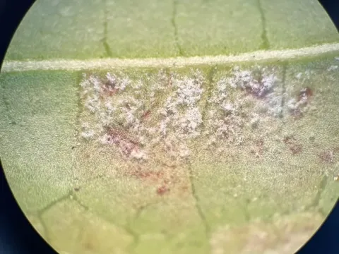Viburnum downy mildew