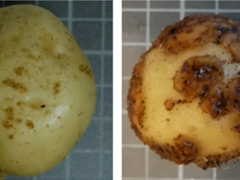 Streptomycosis