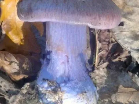 Паутинник сизо-голубой