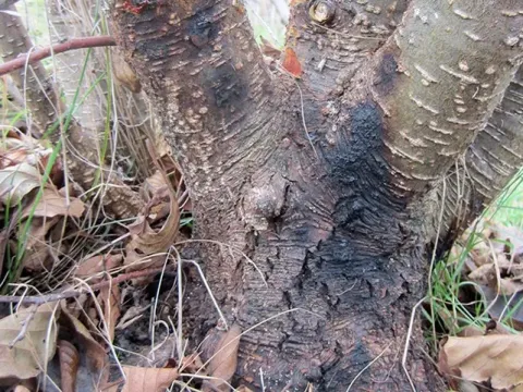 Alder phytophthora