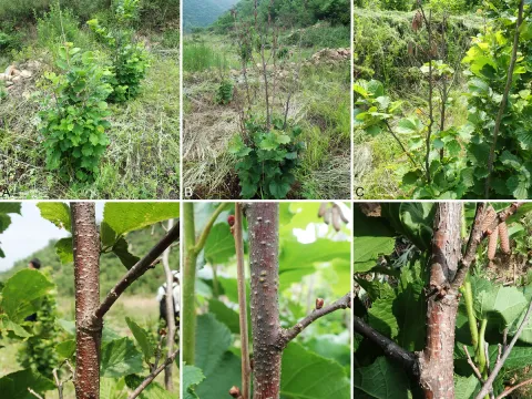 Hazelnut spot anthracnose